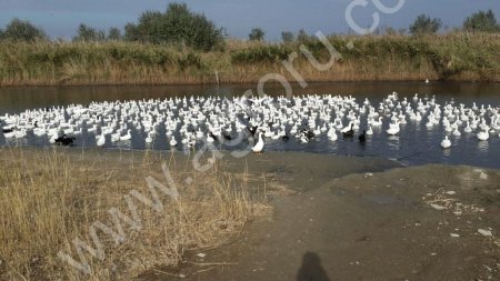 Утка экологическая