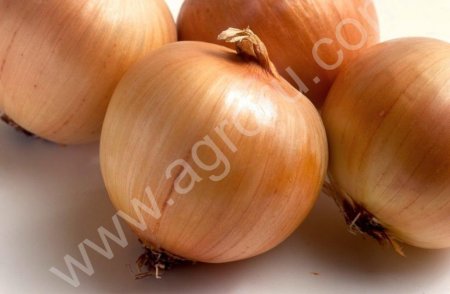 лук от 1 тонны