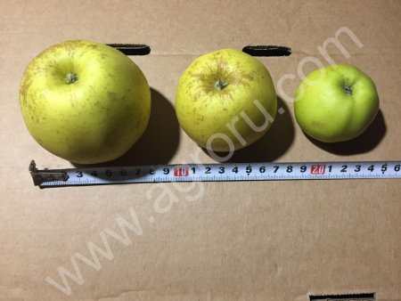 Саженцы яблони