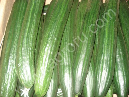 Огурцы длинноплодные Деммараж