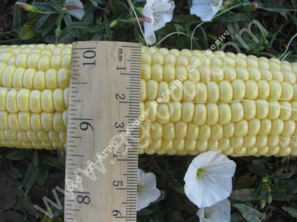 Семена сладкой кукурузы Тести Дрим F1 Agri Saaten GmbH