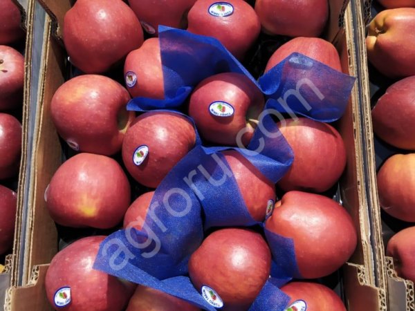 Яблоки Ред Чиф