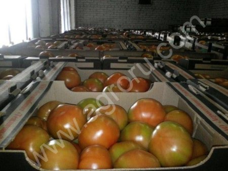 Томаты оптом от производителя