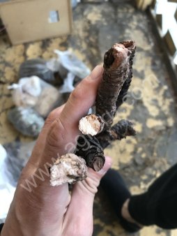 Корень Бадана