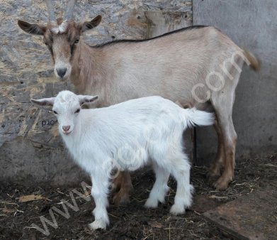 ДОЙНЫЕ КОЗЫ, КОЗЛЫ, КОЗЛЯТА
