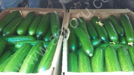 Огурцы (Эстафета, Мева) оптом. Агрофирма Ольдеевская