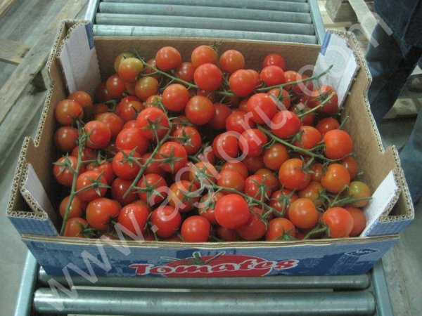 Помидоры крупным оптом