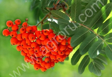 КРАСНАЯ СУШЕНАЯ РЯБИНА