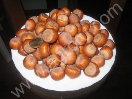 Саженцы самого крупного в мире фундука Трапезунд, Керасунд