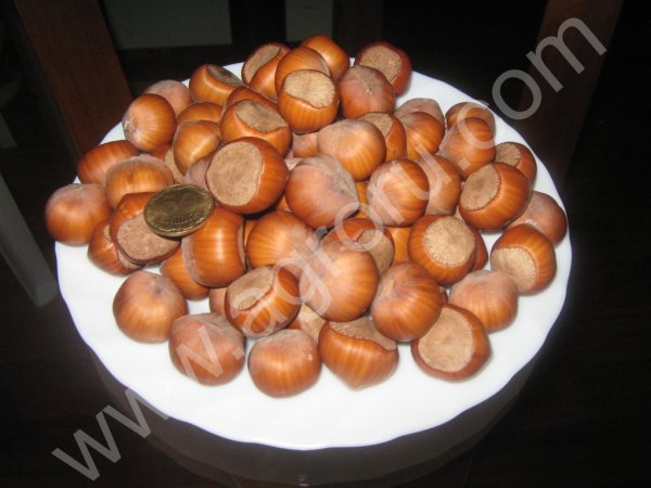 Саженцы самого крупного в мире фундука Трапезунд, Керасунд