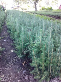 саженцы ели, сосны