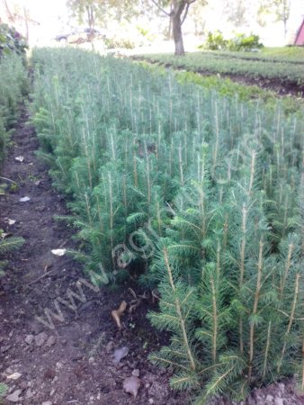 саженцы ели, сосны