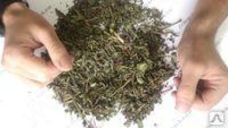 Медуница, лекарственное сырье