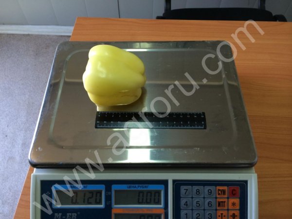 перец болгарский