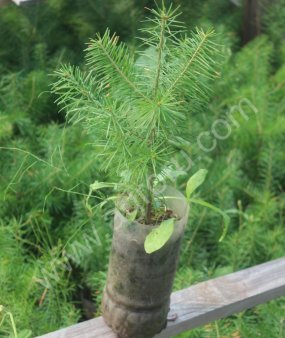 Саженцы туи, ель голубая, пихты и т.д. в брикетах