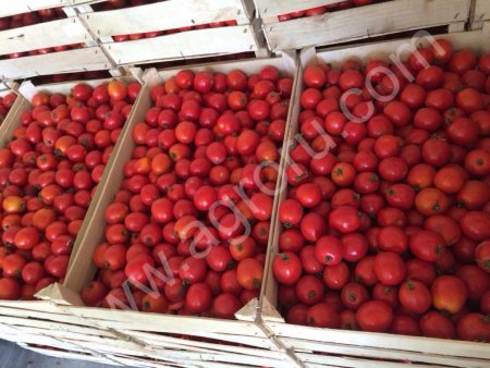 Салиросо Помидор