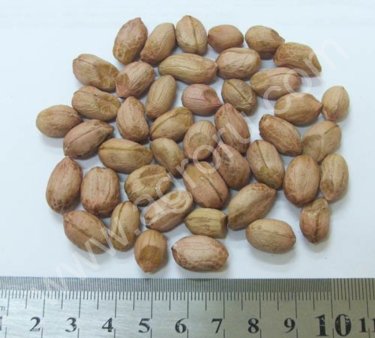 Арахис сорта Runner