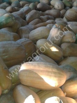 Тыква сортов Матильда, Крошка, Витаминная