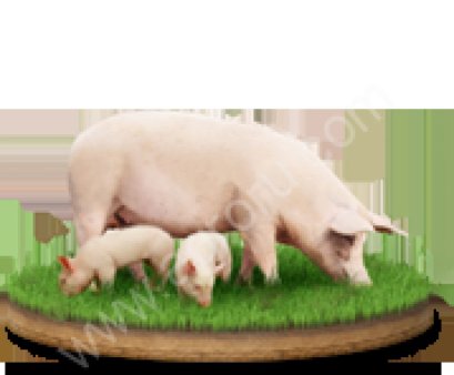 Комбикорма, БВМК, Премиксы