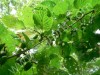 Актинидия коломикта (кишмиш): саженцы и семена
