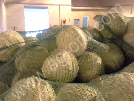 Капуста белокочанная Rinda