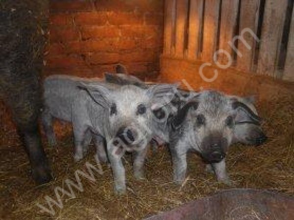 племенные поросята