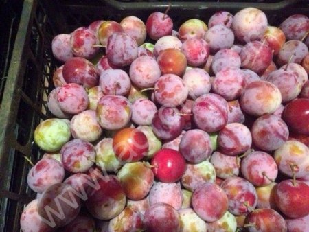 Слива Ренклод Альтана