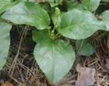 сушеную чернику, рябину красную, боярышник, малину