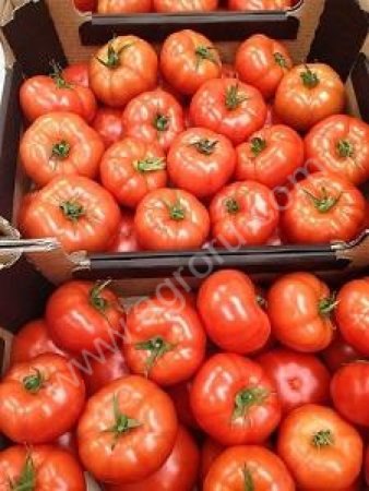 ПОМИДОРЫ