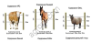 Электро-пастух (электро-изгородь) на 2 гектара