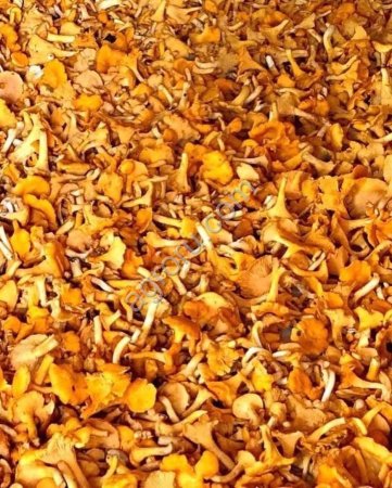 Лисички свежие