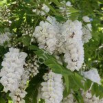 Саженцы Акации Белой Робинии