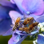 Пчелопакеты