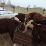 Бычки на доращивание