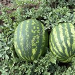 Арбуз Каристан