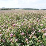 СЕМЕНА КЛЕВЕРА КРАСНОГО