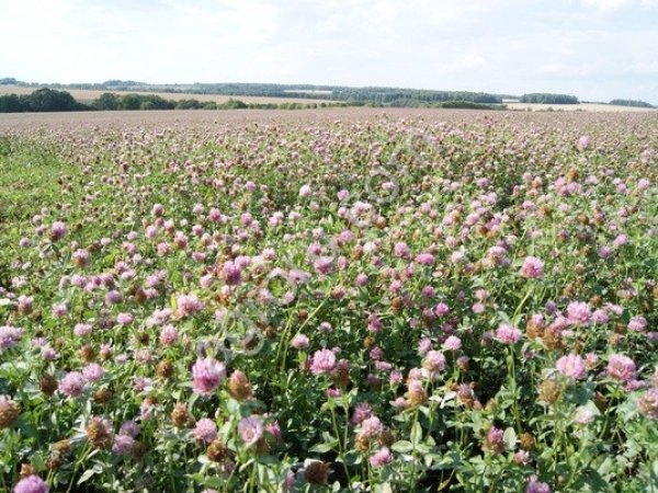 СЕМЕНА КЛЕВЕРА КРАСНОГО