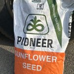 Семена подсолнечника Pioneer