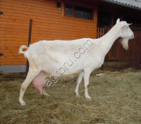 Зааненские козочки и козлики на племя с документами