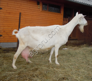 Зааненские козочки и  козлики на племя с документами