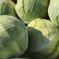Капуста