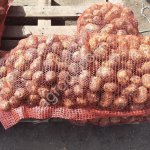 Картофель сорт Гала