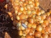 Лук репчатый желтый Волгоград