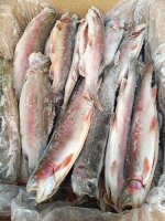 Форель радужная ПСГ 0, 4+кг