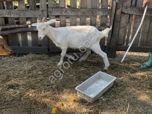 Зааненские козы