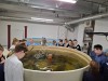 Осетр товарный 2-4 кг оптом и в розницу