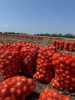 Молодой лук от производителя 5+