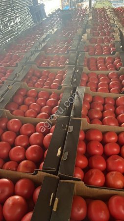 Помидор розовый оптом