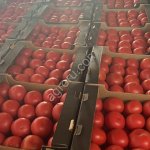 Помидор розовый оптом