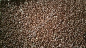 Мы хотим купить пшеницу, кукурузу, ячмень оптом.